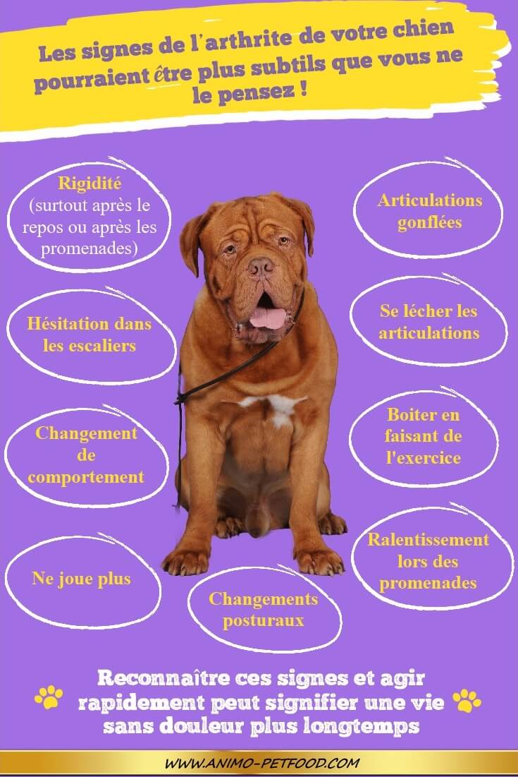 arthrite-chez-le-chien-symptomes